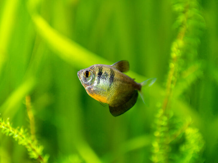 Black Skirt Tetra: Everything You Need To Know