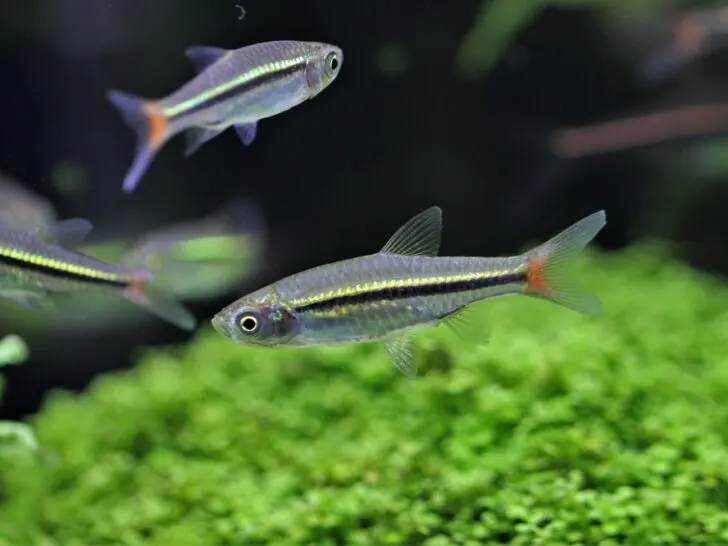 Blackline Raspora 'Rasbora Borapetensis'