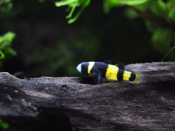 Bumblebee Goby: A Complete Care Guide