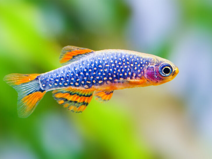 Celestial Pearl Danio 'Galaxy Rasbora'