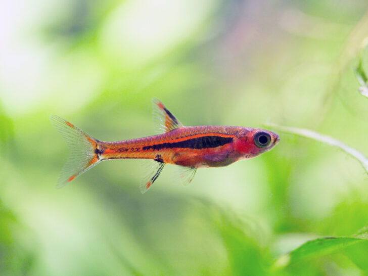 Chili Rasbora 'Boraras Brigittae'