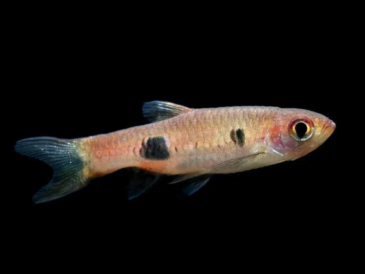 Clown Rasbora 'Rasbora kalochroma'