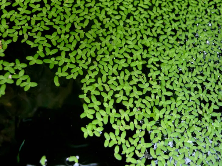 Dwarf Water Lettuce '‘Pistia stratiotes’