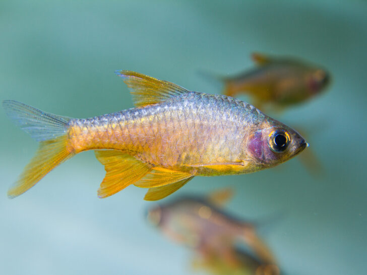 Fire Rasbora 'Rasboroides Vaterifloris'