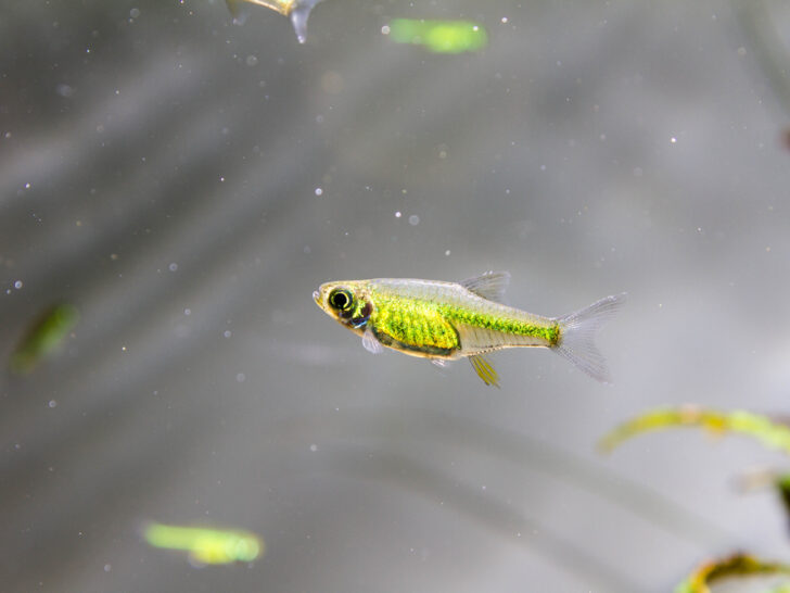 Green Neon Rasbora 'Microdevario Kubotai'