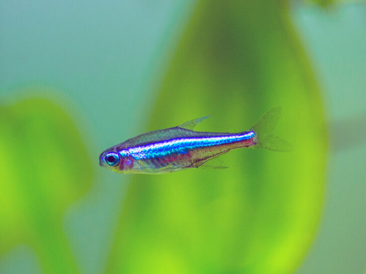 Green Neon Tetra Care Guide Everything You Need To Know Fishhq