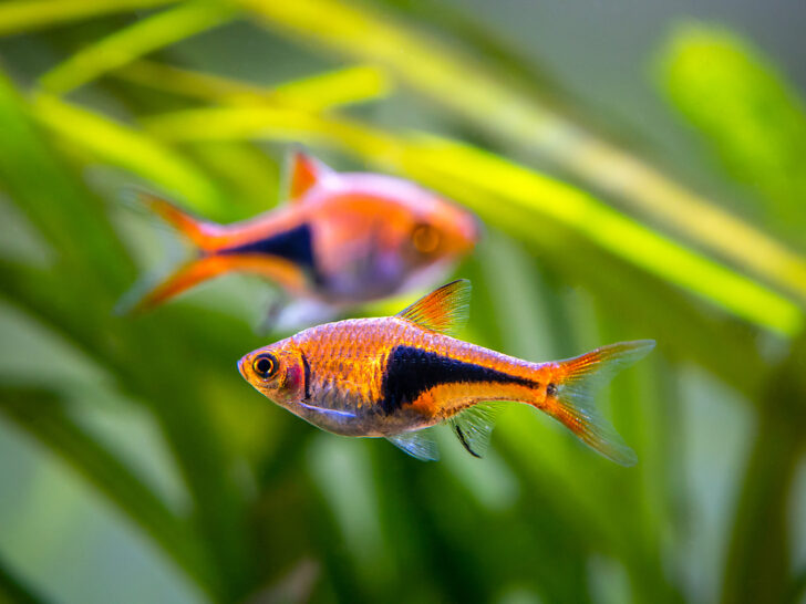 Harlequin Rasbora 'Trigonostigma Heteromorpha'