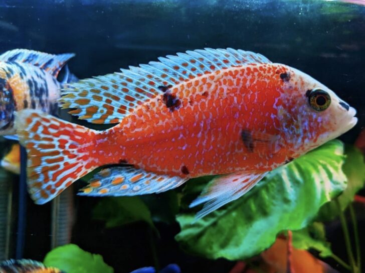 Red Empress Cichlid Care: A Detailed Guide  