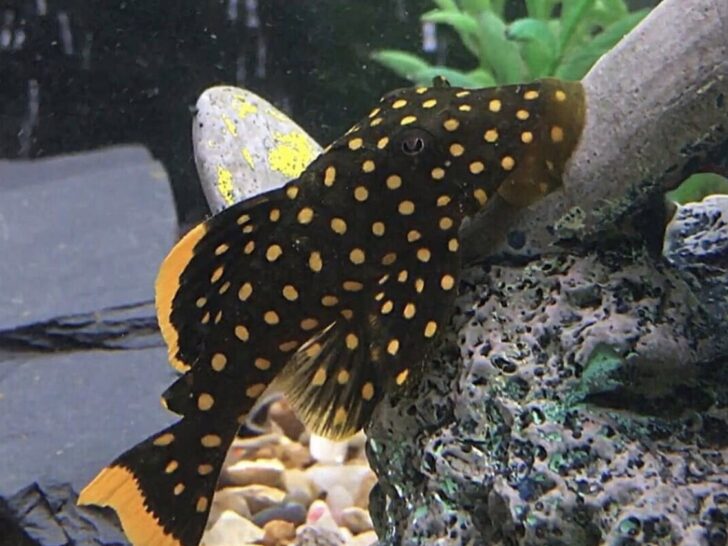 Gold Nugget Pleco Care: Everything You Need To Know