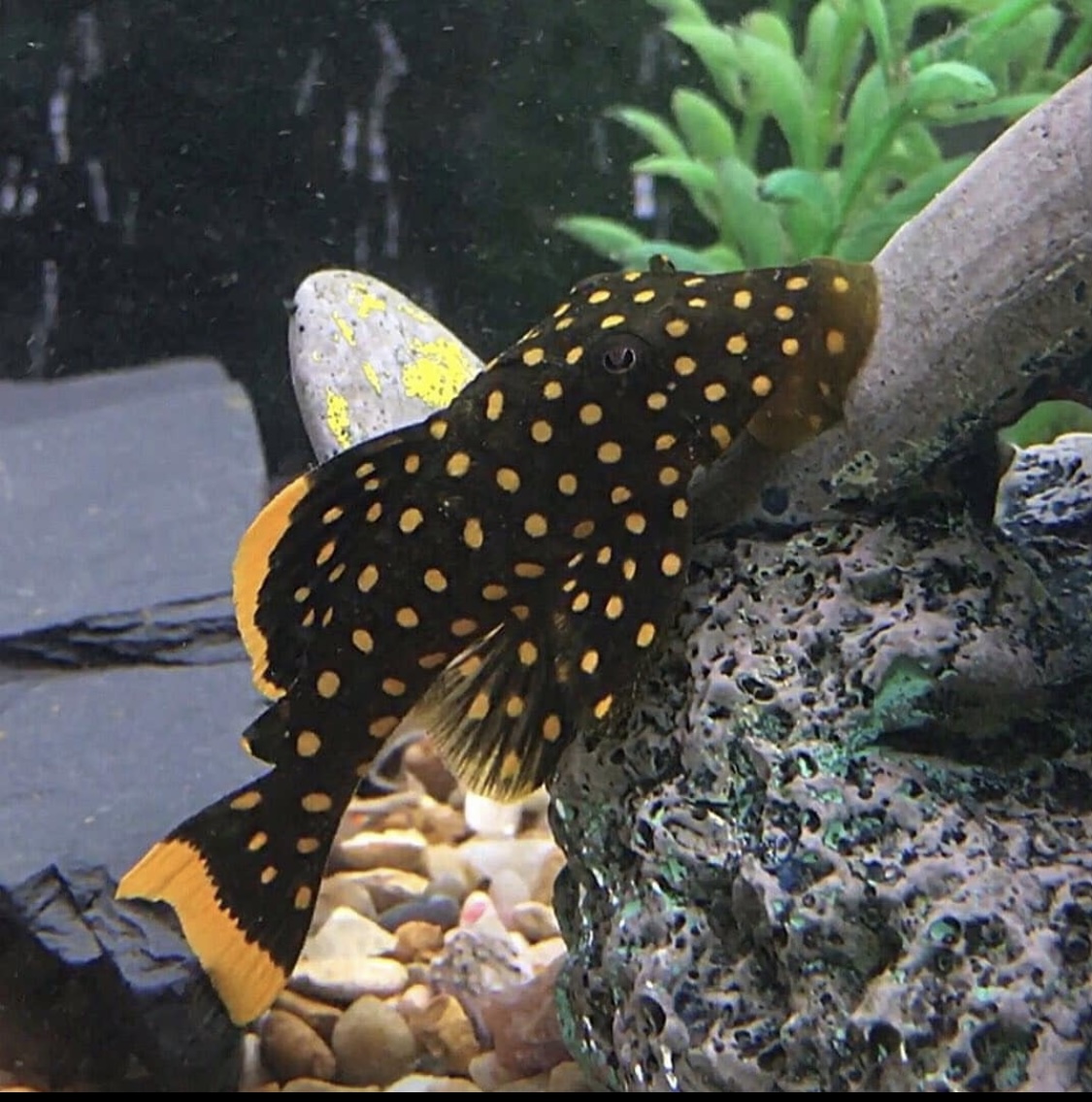 Gold Nugget Pleco 'Baryancistrus xanthellus'