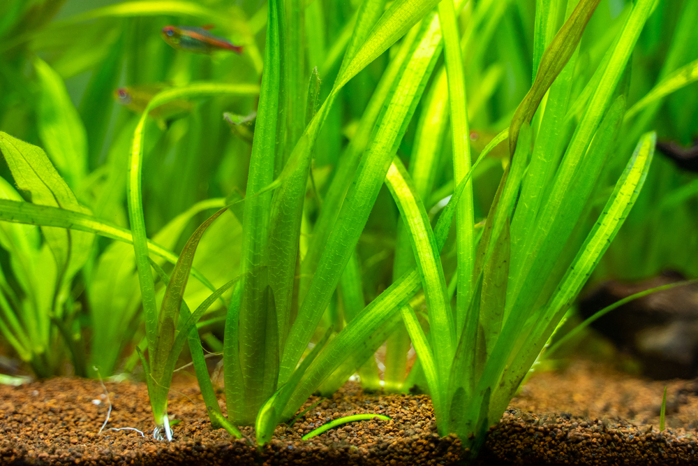 Jungle Val 'Vallisneria Americana'