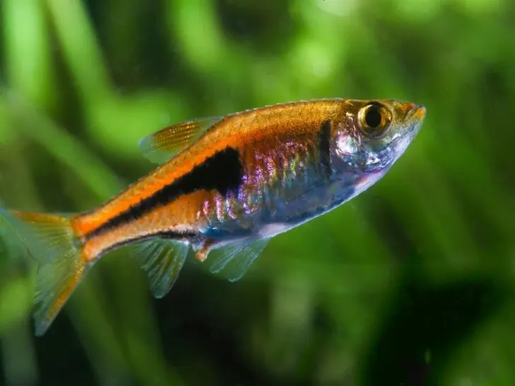 Lambchop Rasbora 'Trigonostigma Espei'