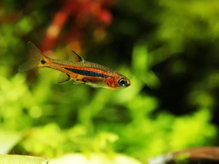 Least Rasbora 'Boraras Urophthalmoides'