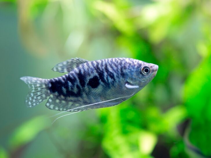 Opaline Gourami: Everything You Need To Know