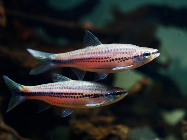 Porthole Rasbora 'Rasbora Cephalotaenia'