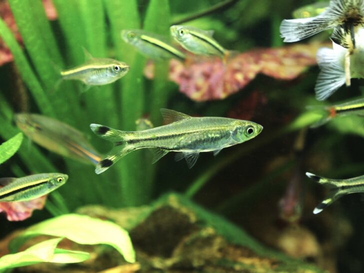 Scissortail Rasbora 'Rasbora Trilineata'