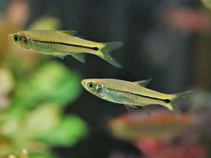 Sidestripe Rasbora 'Rasbora Paviana'