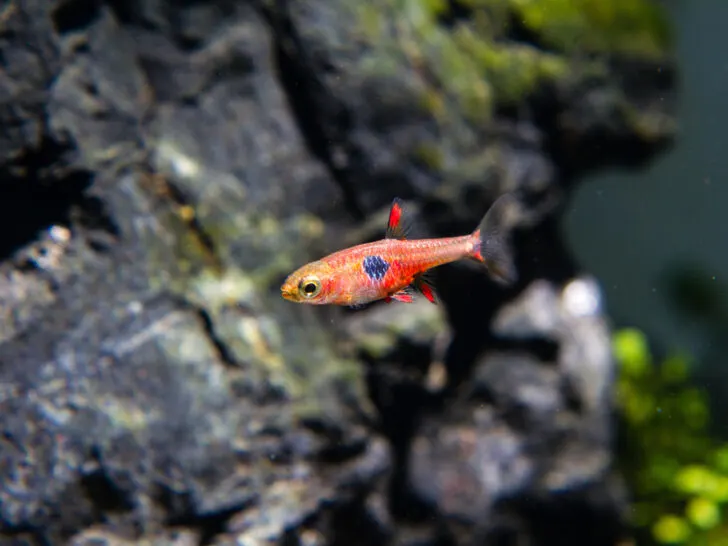 Strawberry Rasbora 'Boraras naevus'