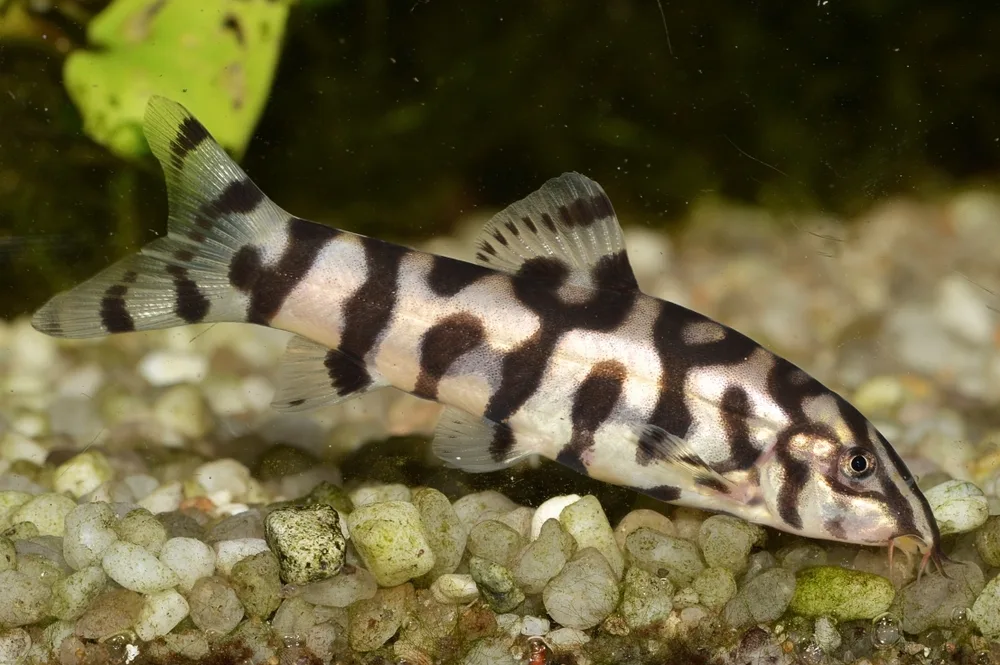 Yoyo Loach 'Botia almorhae' foraging for food on the substrate