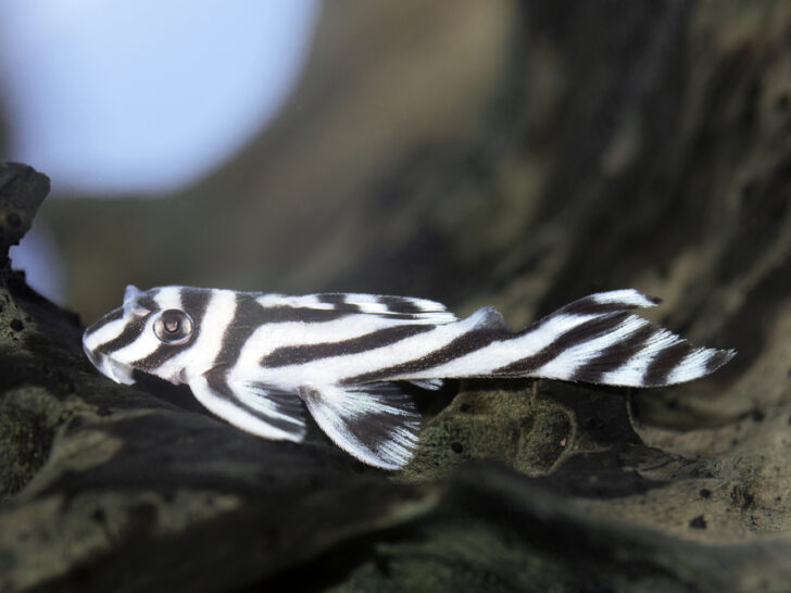 Zebra Pleco: Everything You Need To Know