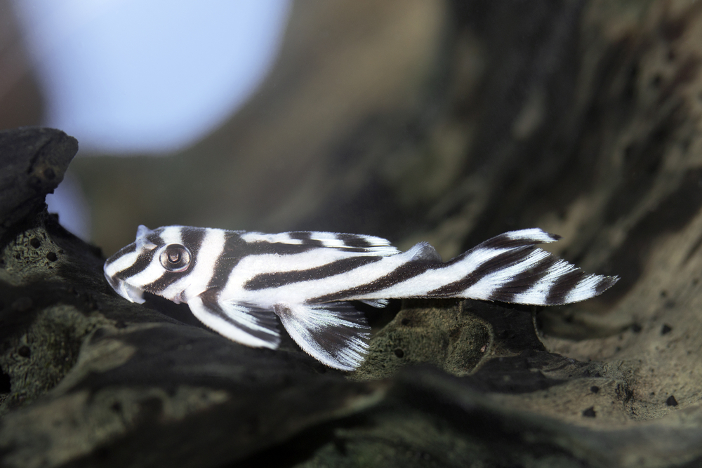 Zebra Pleco 'Hypancistrus zebra'