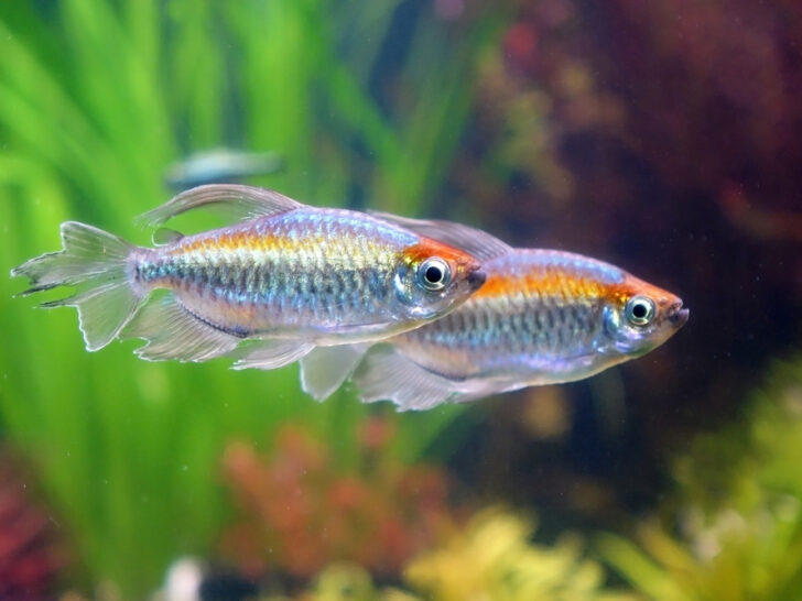 Congo Tetra Care Guide: Everything You Need To Know