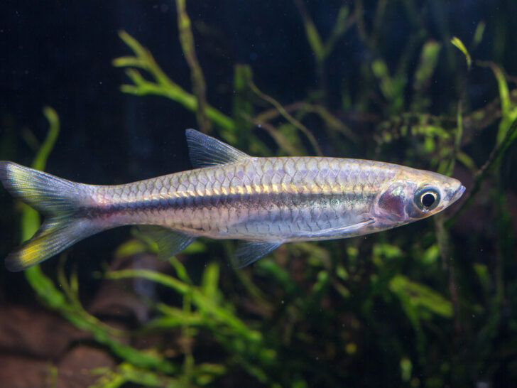 Yellowtail Rasbora 'Rasbora Tornieri'