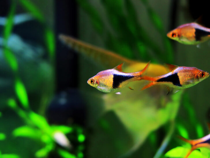 15 Types Of Rasboras To Brighten Your Aquarium