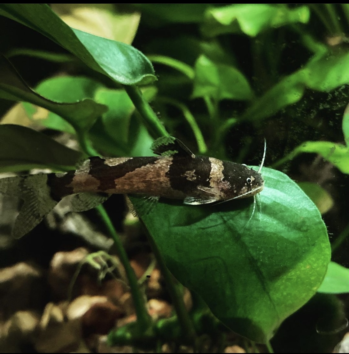 Bumblebee Catfish 'Microglanis ihering'