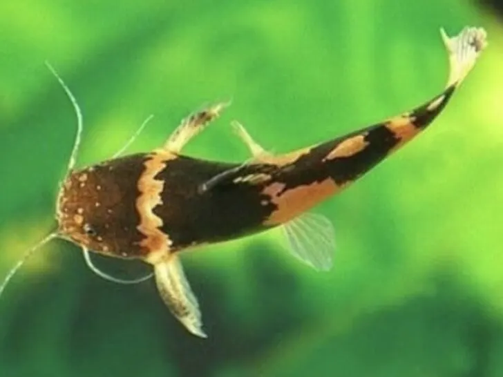 Bumblebee Catfish 'Microglanis ihering'