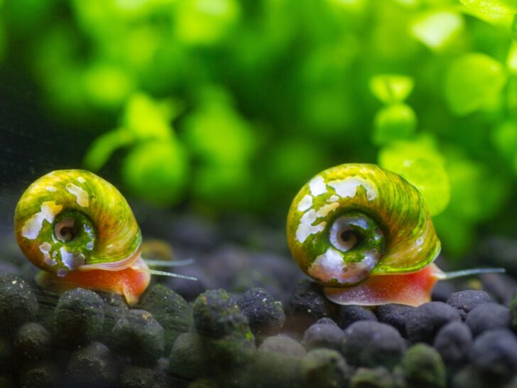 How To Care For Ramshorn Snails: A Detailed Care Guide