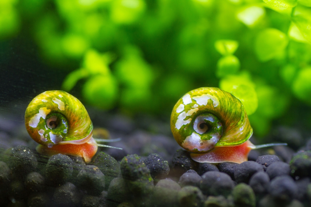 Two Red Ramshorn Snails on Substrate