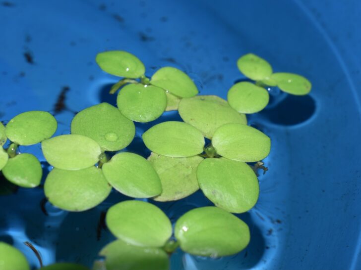 Popular Floating Aquarium Plants: Types, Benefits & Care