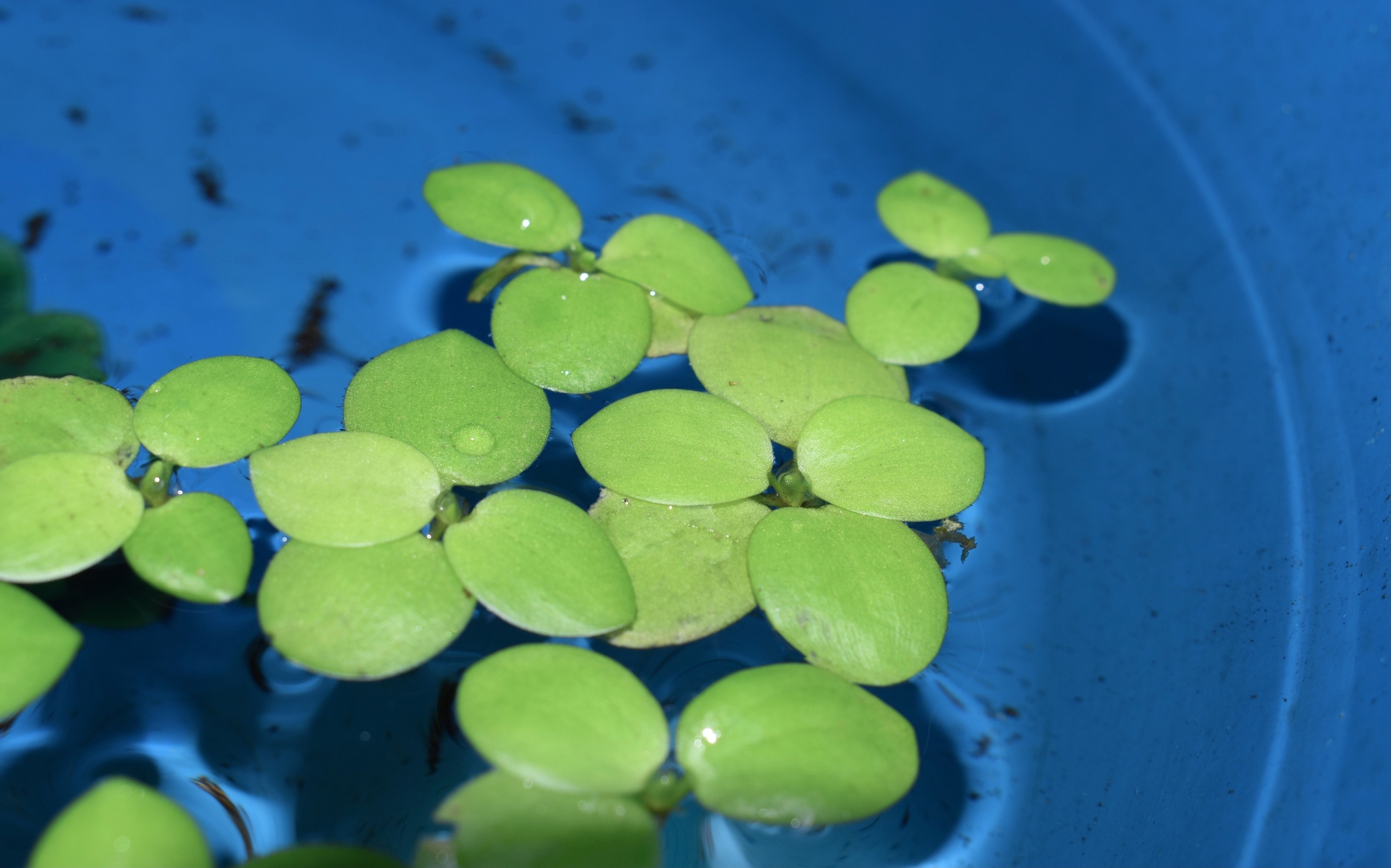 Amazon frogbit Floating Aquarium Plant