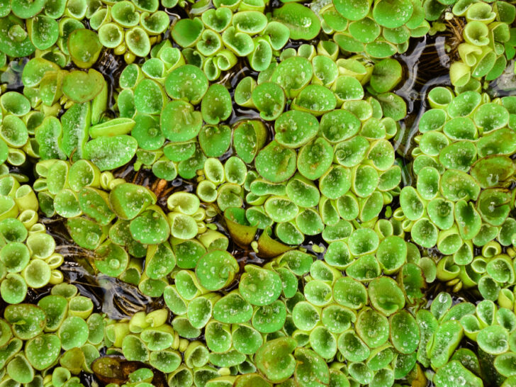 Floating Fern ‘Salvinia natans’