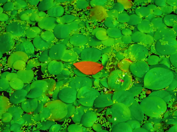 Amazon Frogbit ‘Limnobium laevigatum’ with orange leaf