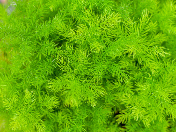 Hornwort ‘Ceratophyllum demersum’