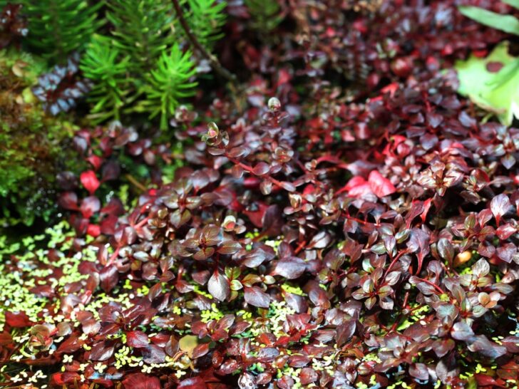 Red leaf of Creeping primrose-willow ‘Ludwigia Repens’