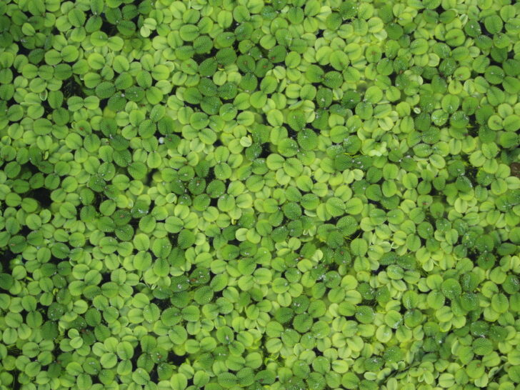 Water Spangles ‘Salvinia minima’