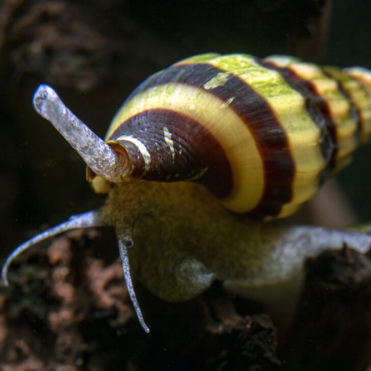 Assassin Snail 'Anentome helena' in freshwater aquarium