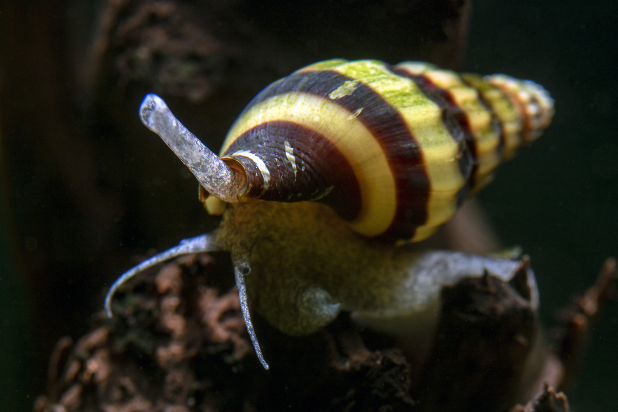 Assassin Snail 'Anentome helena' in freshwater aquarium